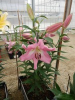 [5608 VH38 No01.JPG]